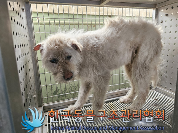한국동물구조관리협회_411317202500055