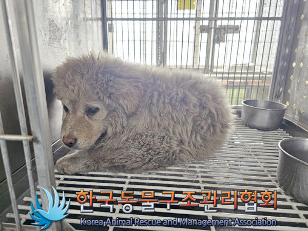한국동물구조관리협회_441560202500252