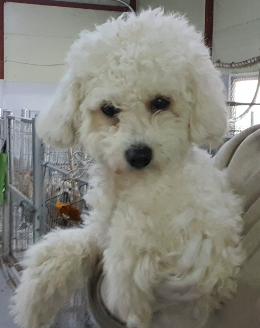 인천수의사회유기동물_428358202500034