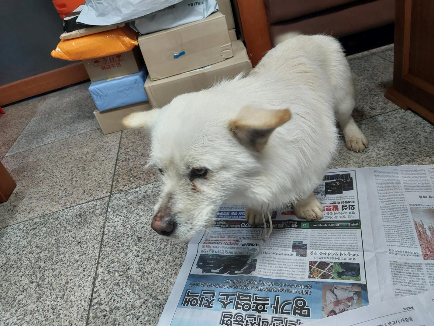 (사)하얀비둘기_426336202500040