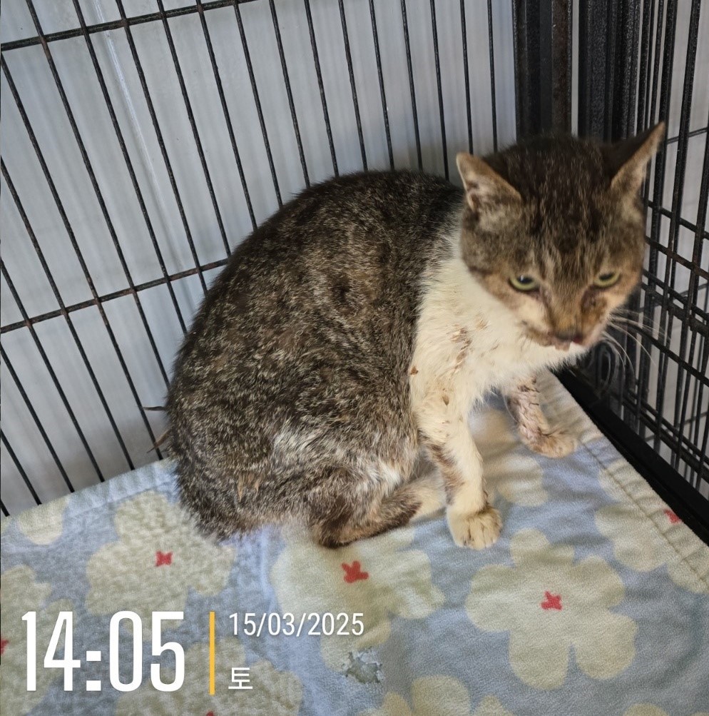 군산유기동물보호센터_445467202500242