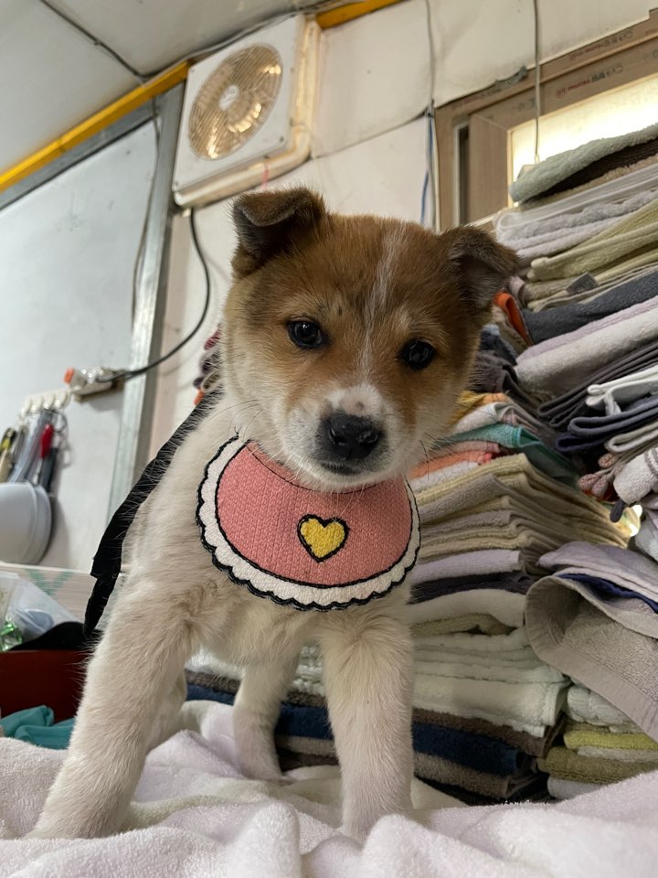 밀양시 동물보호센터_448536202500248