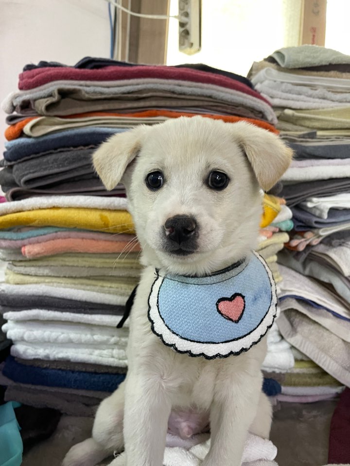밀양시 동물보호센터_448536202500249