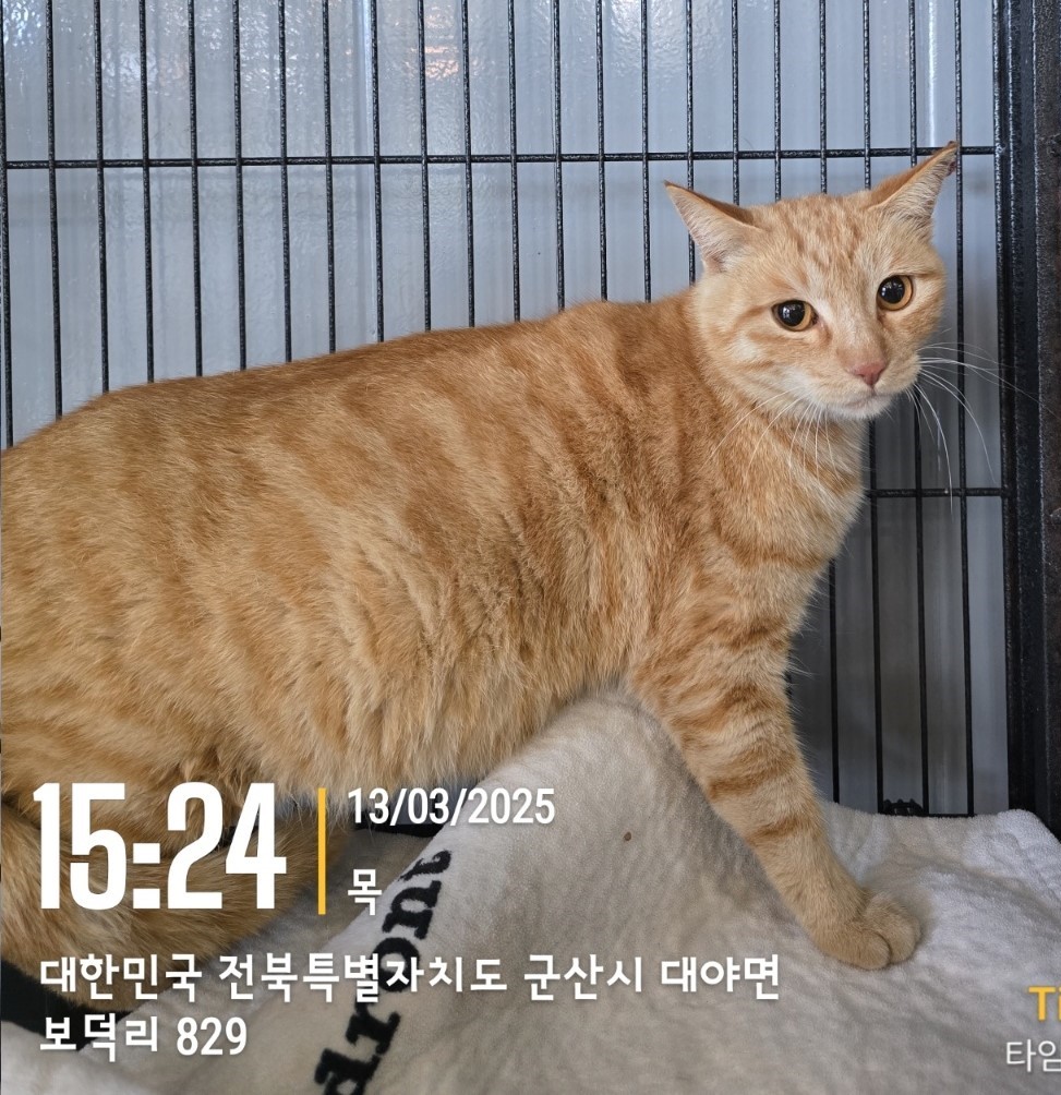보호중 믹스묘의 가…
