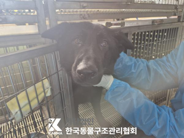 한국동물구조관리협회_441560202500258