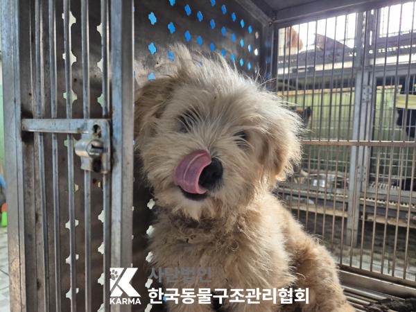 보호중 믹스견의 가…