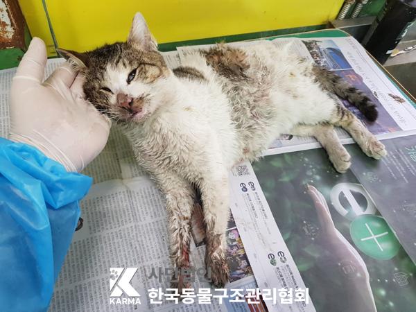 한국동물구조관리협회_411312202500120