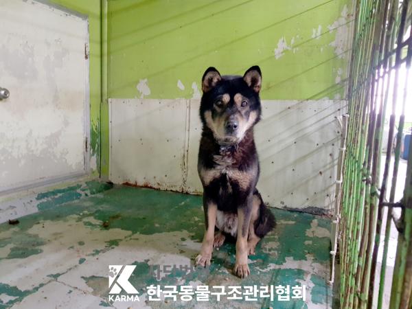 한국동물구조관리협회_411316202500115