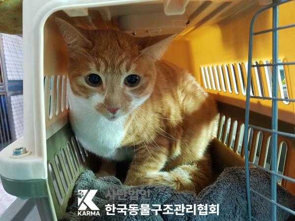 종료(입양) 한국 …