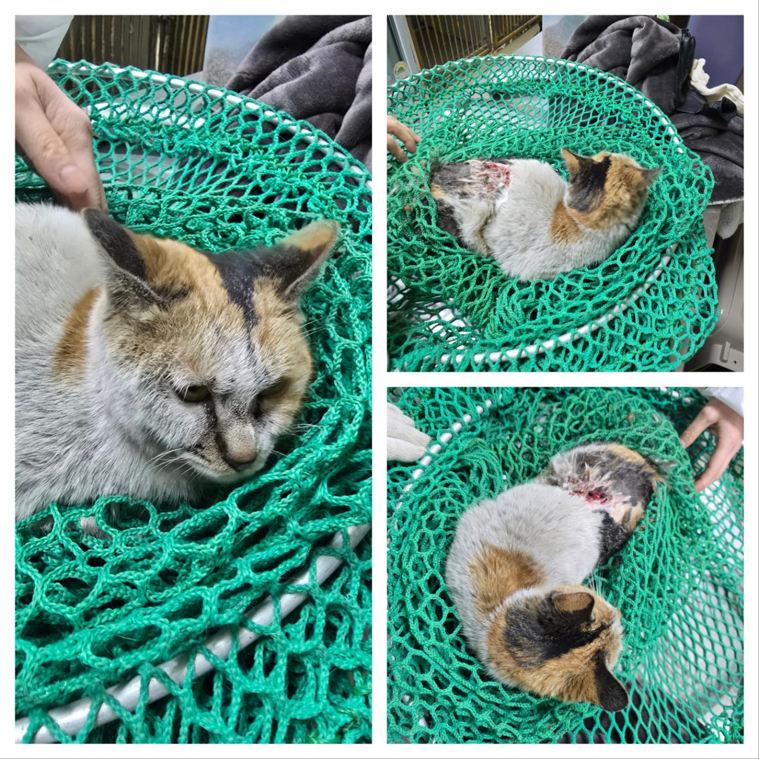 당진시동물보호소_444568202500143