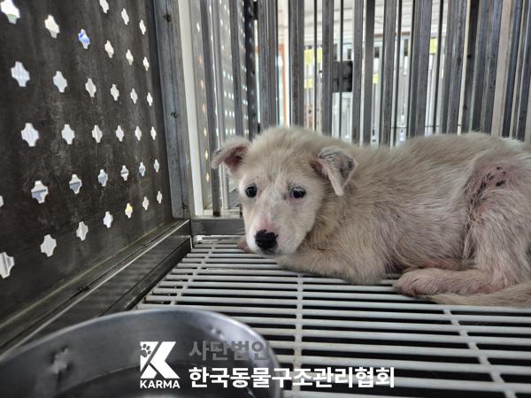 한국동물구조관리협회_441406202500161