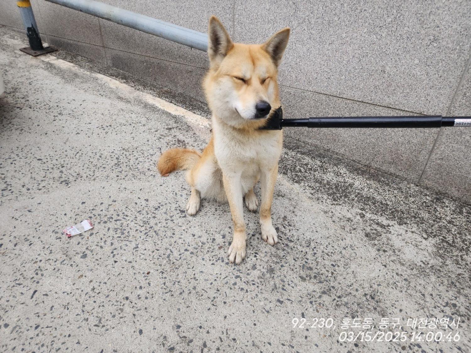 대전동물보호센터_430364202500058