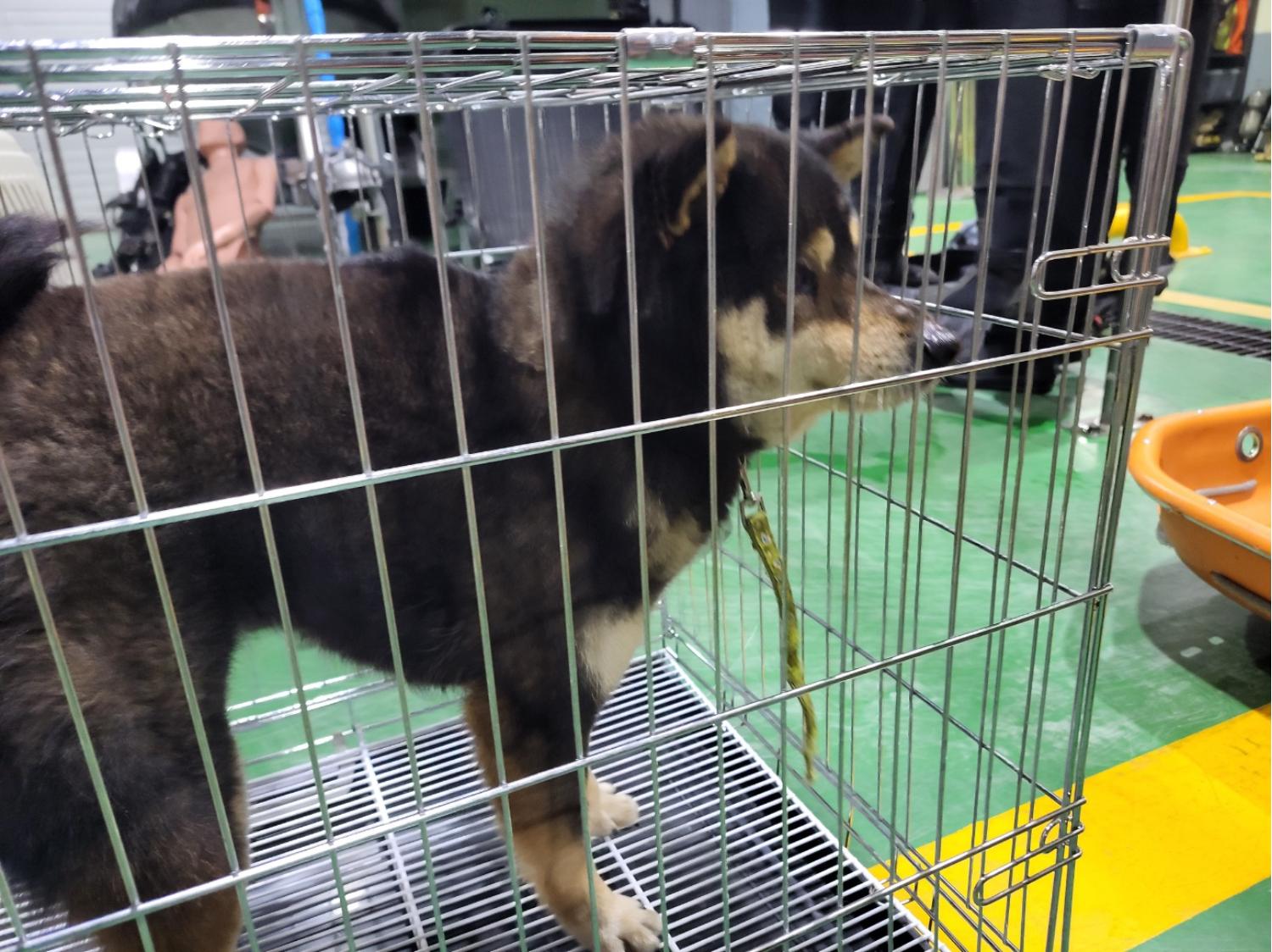 고양시동물보호센터_441394202500420