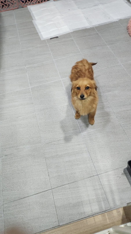 익산유기동물보호소_445468202500594