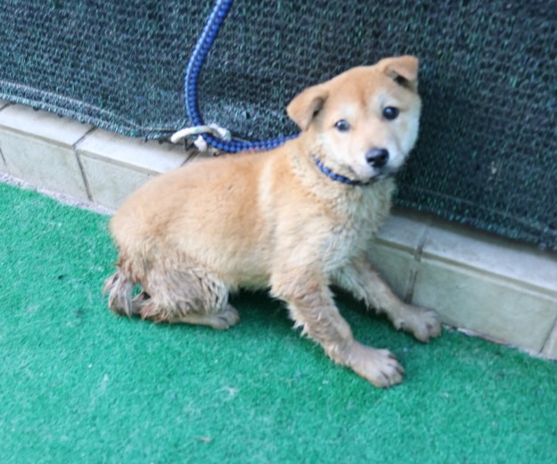 제주 동물보호센터_450650202500591