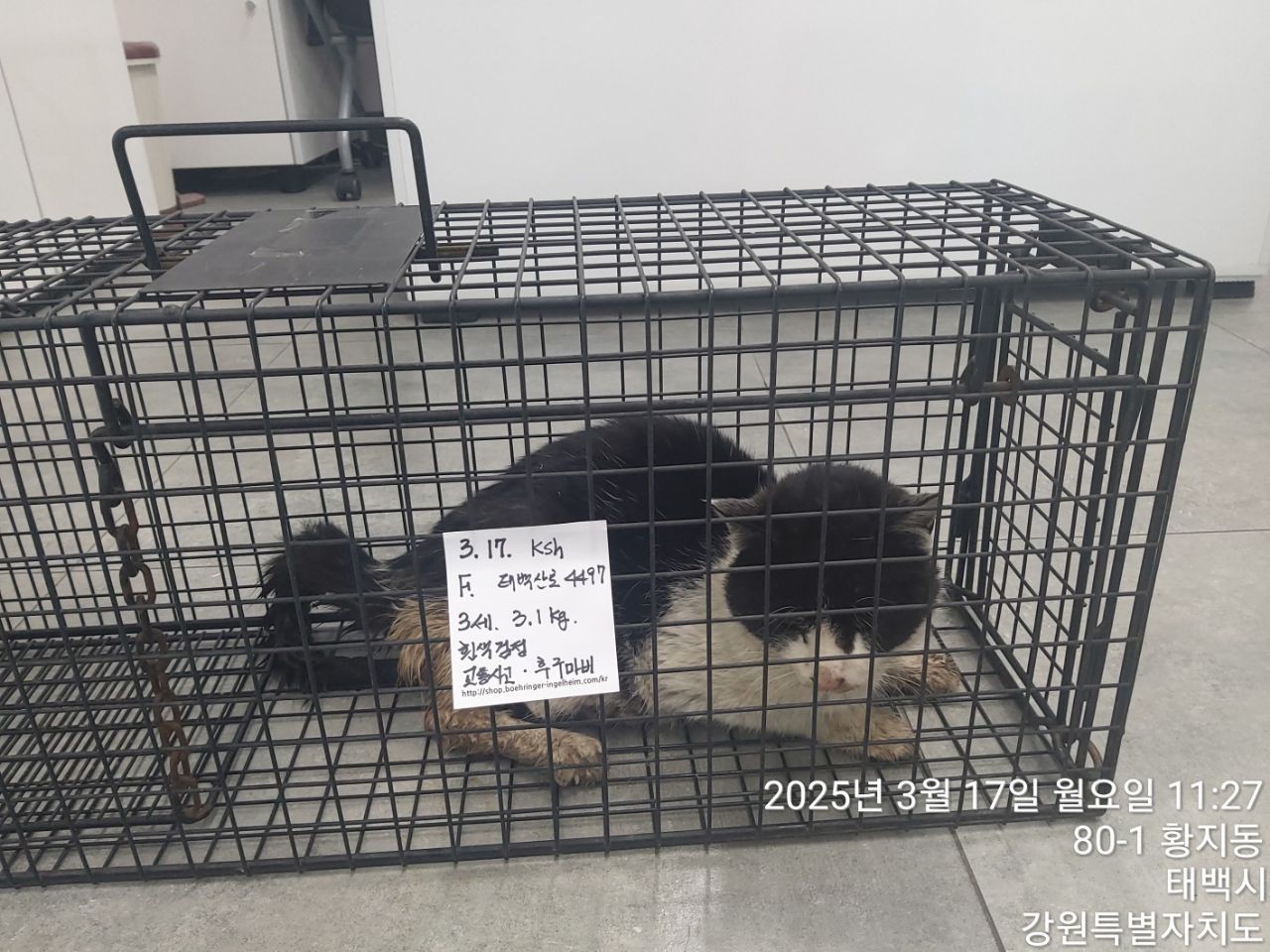 태백시유기동물보호소_442422202500020