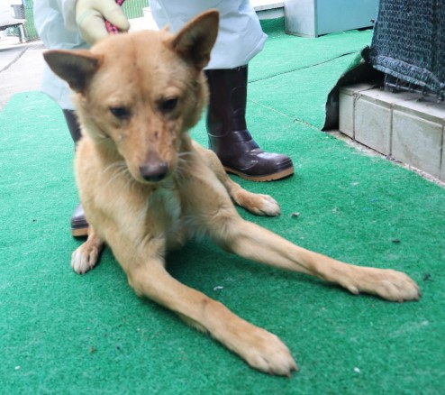 제주 동물보호센터_450650202500589