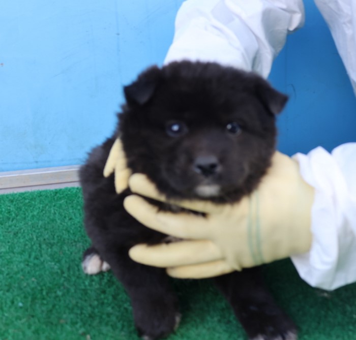 제주 동물보호센터_450650202500584