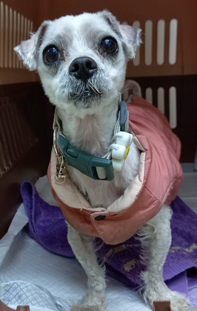 산타클라라동물병원_431369202500038