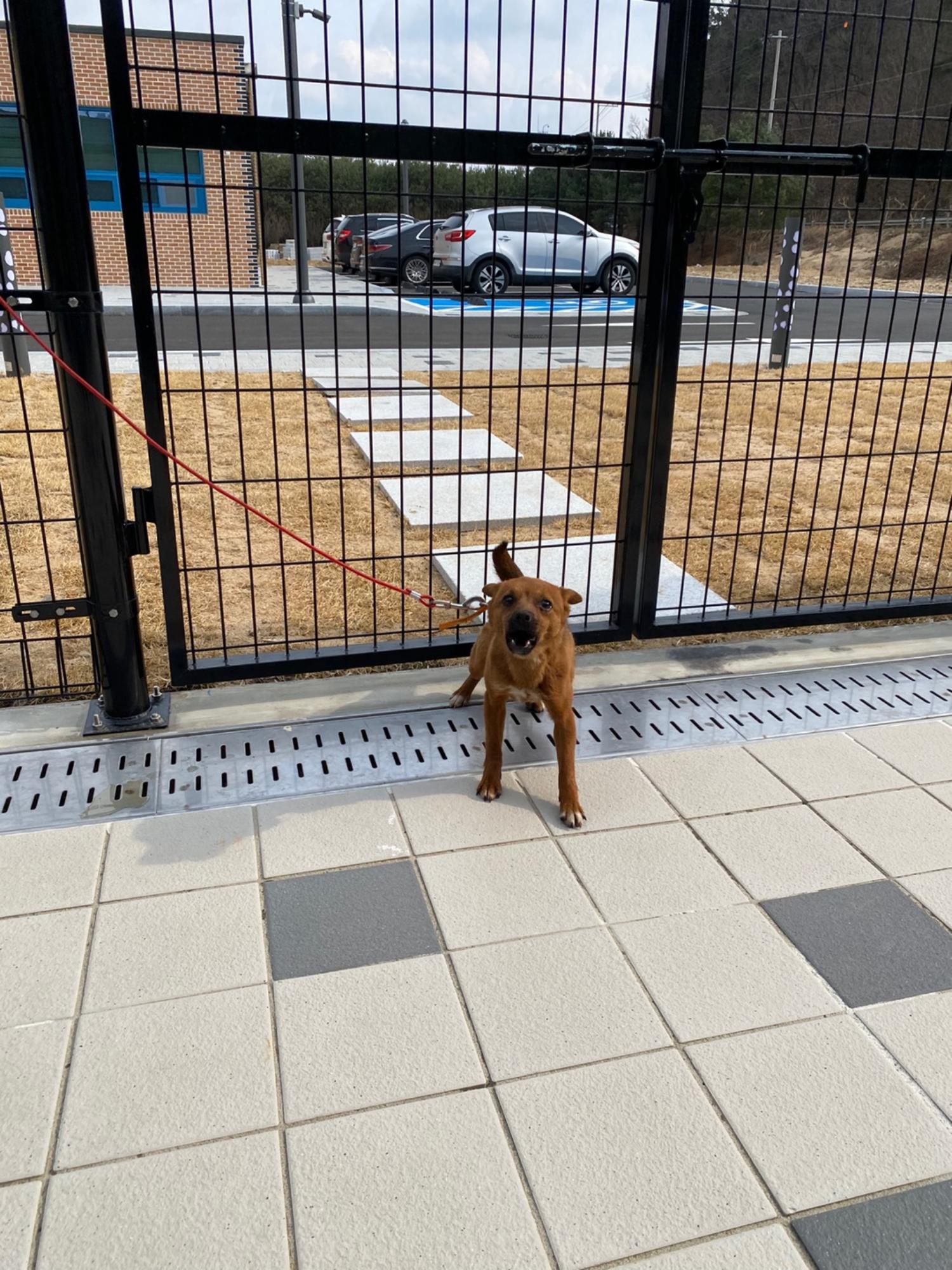구미시 동물보호센터_447508202500368