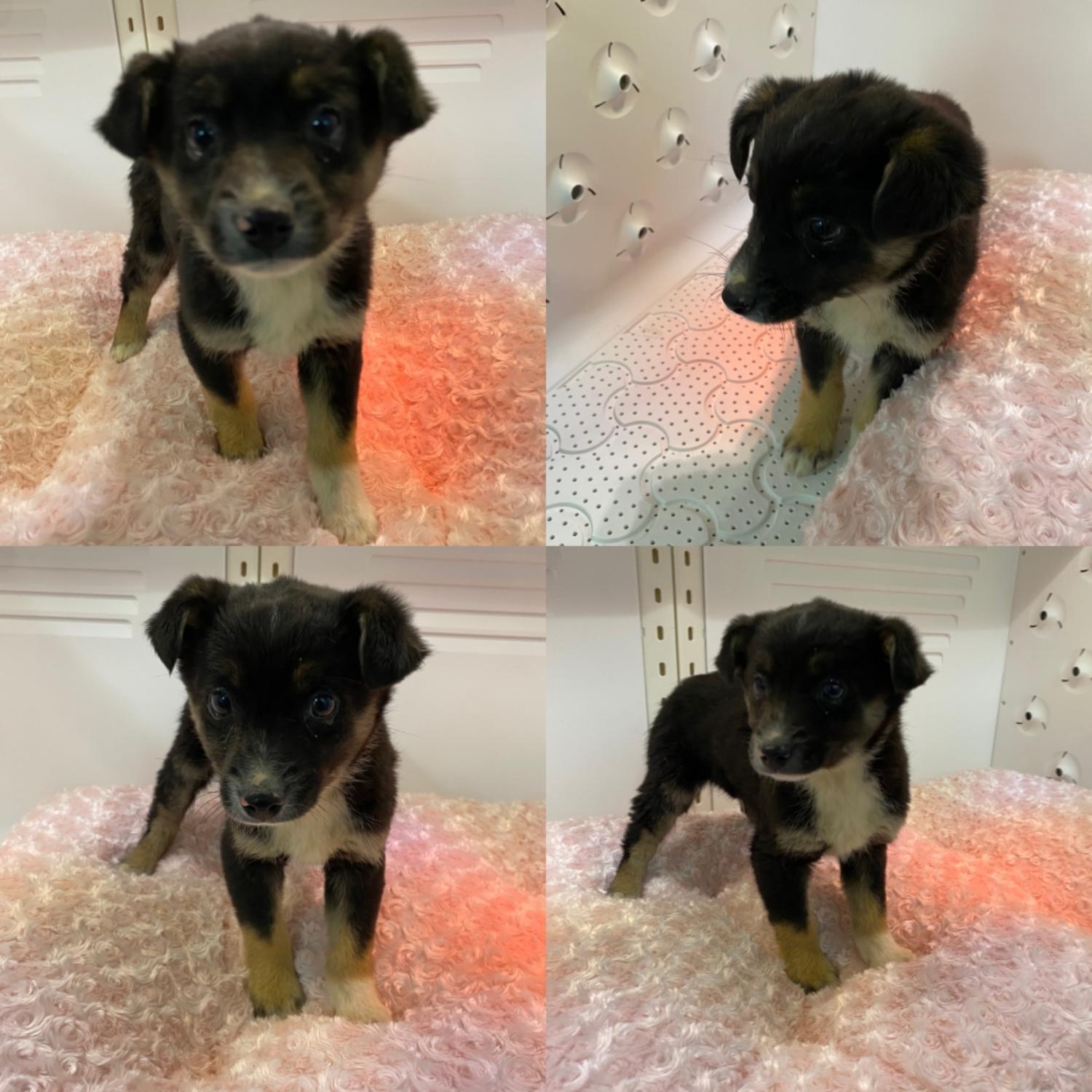구미시 동물보호센터_447508202500366