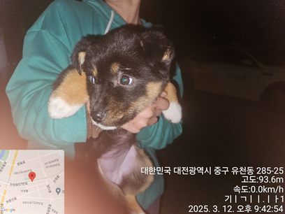 대전동물보호센터_430365202500038