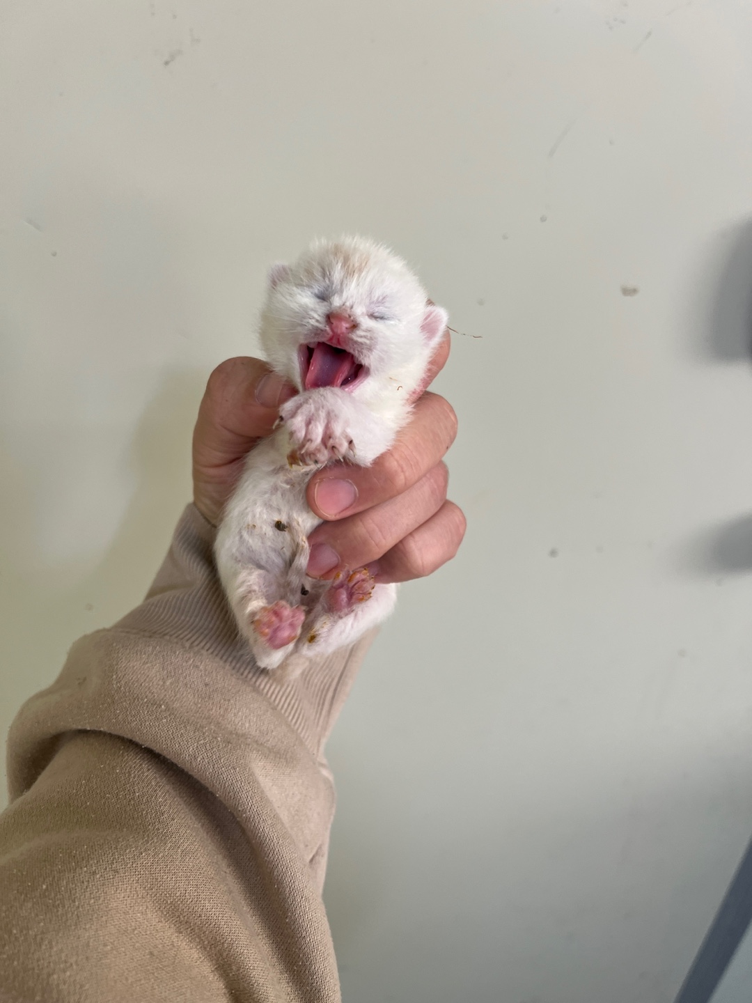 부산동물보호센터_426326202500058