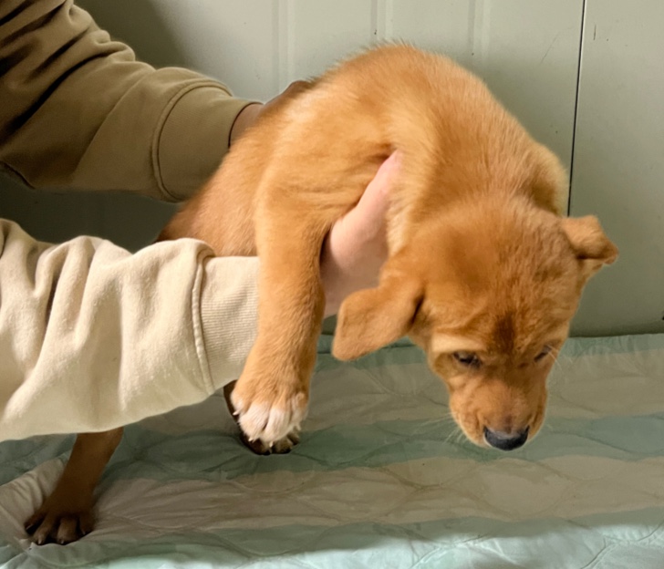 부산동물보호센터_426326202500053