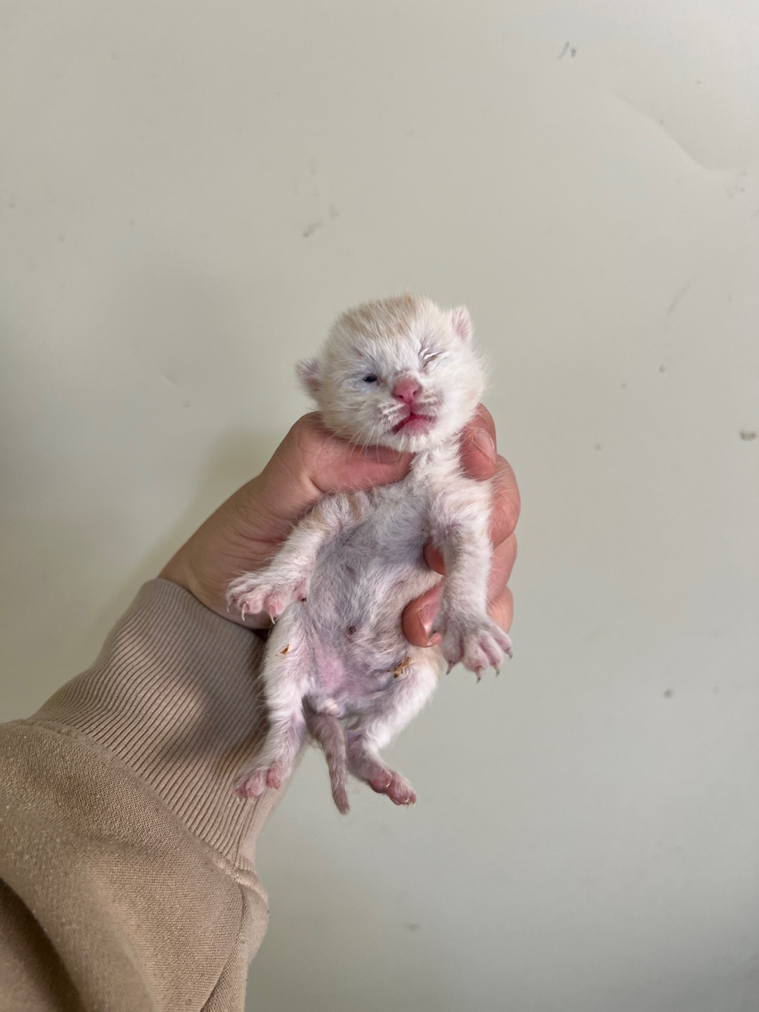 부산동물보호센터_426326202500056