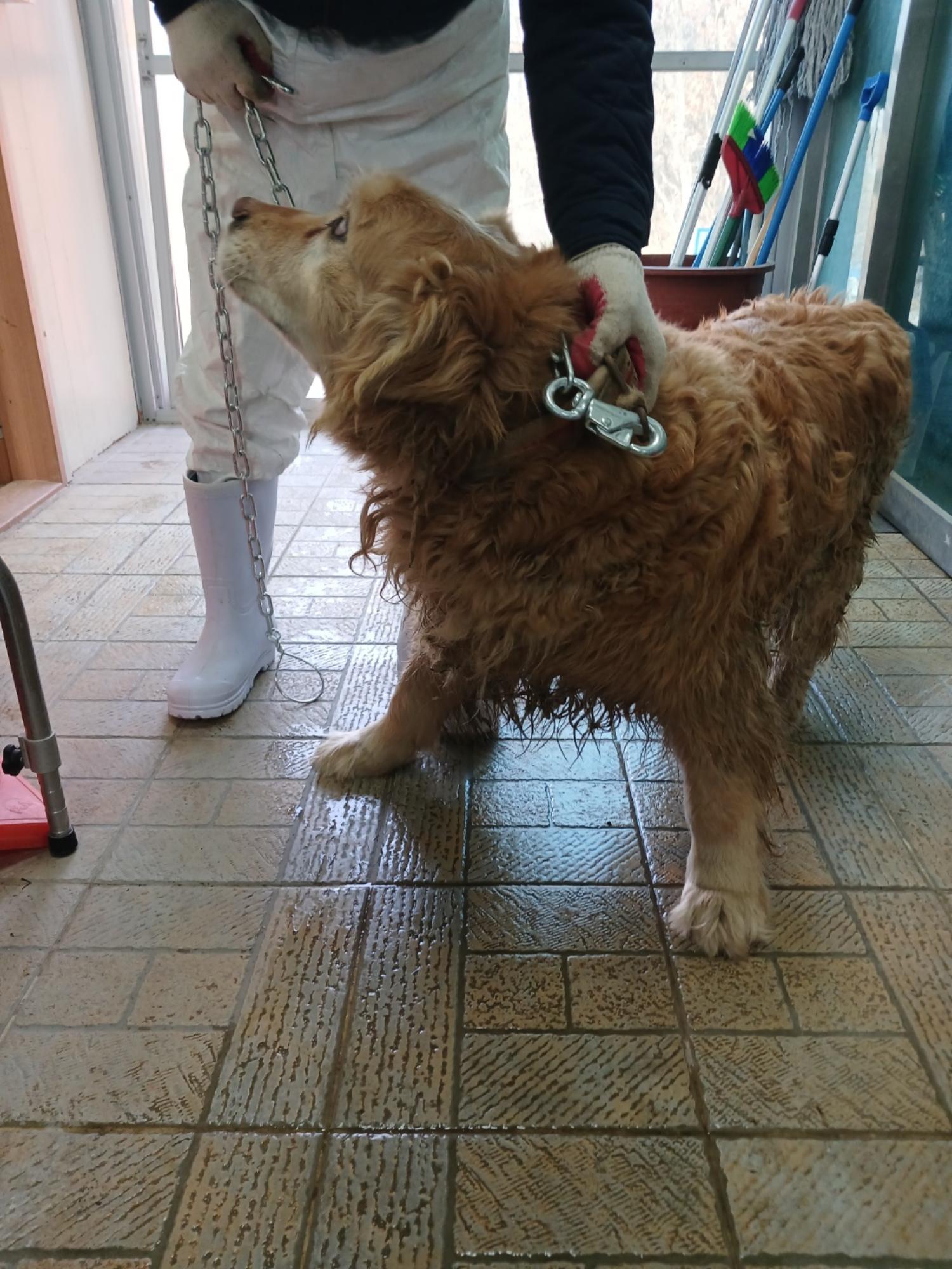 영주시 동물보호센터_447509202500083