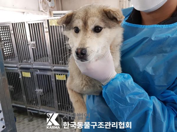 한국동물구조관리협회_441560202500279
