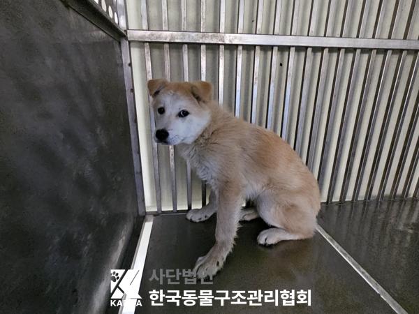 한국동물구조관리협회_441404202500056