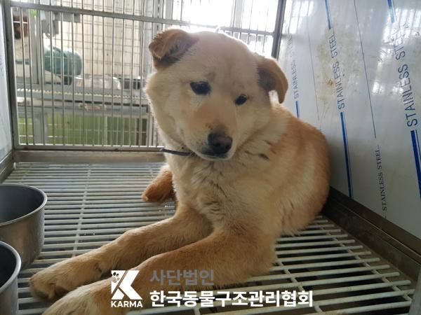 한국동물구조관리협회_441560202500281