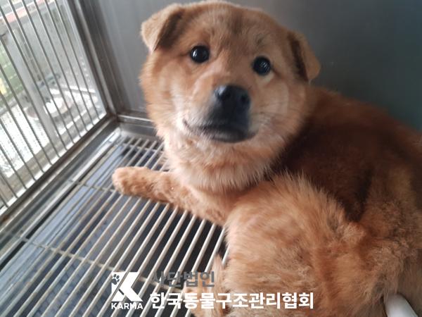 한국동물구조관리협회_441560202500280