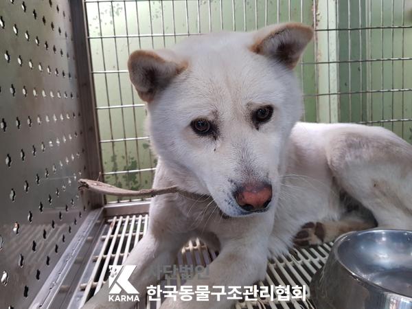 한국동물구조관리협회_441392202500039