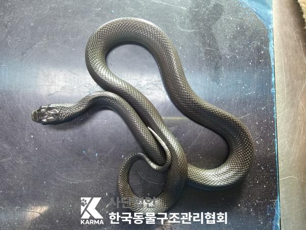 한국동물구조관리협회_411316202500117