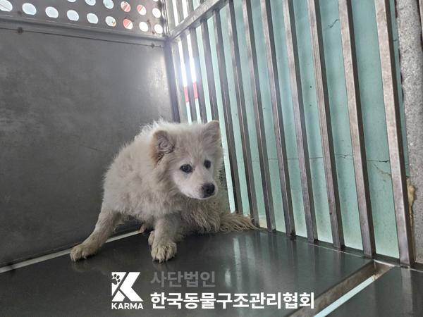 한국동물구조관리협회_441404202500057