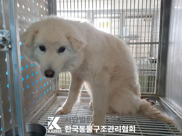 한국동물구조관리협회_441560202500282