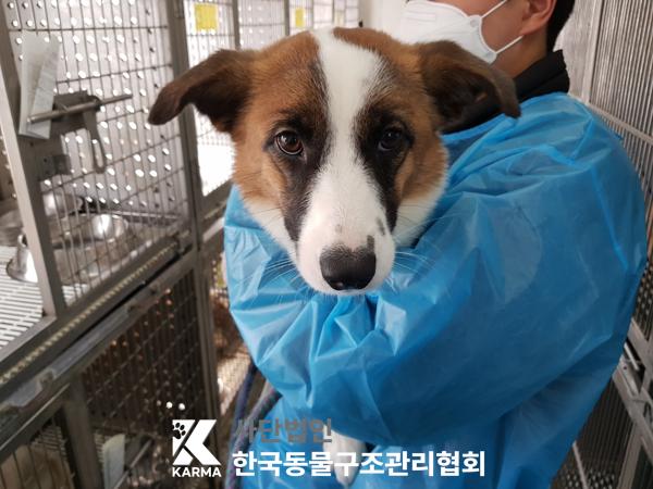 한국동물구조관리협회_441409202500333