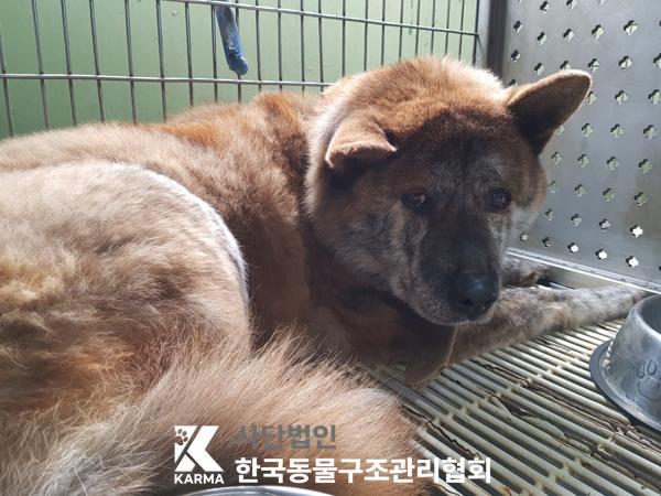 한국동물구조관리협회_441414202500109