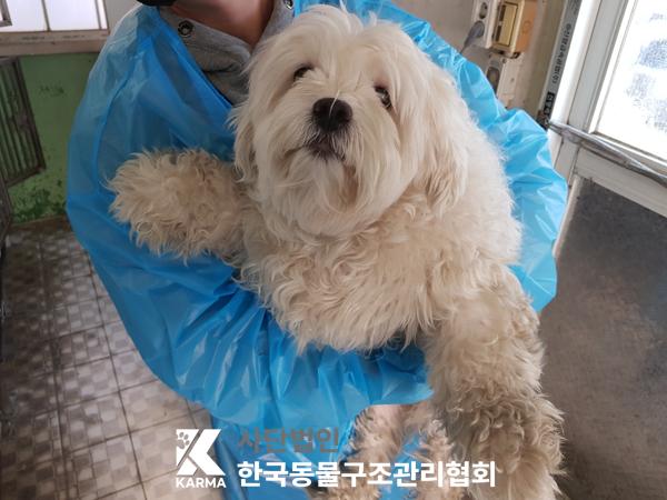 한국동물구조관리협회_411309202500016