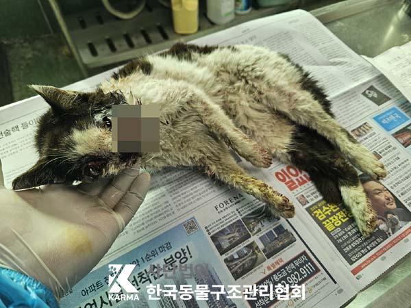 한국동물구조관리협회_441414202500110