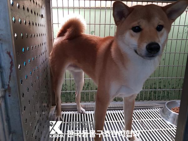 한국동물구조관리협회_441382202500120