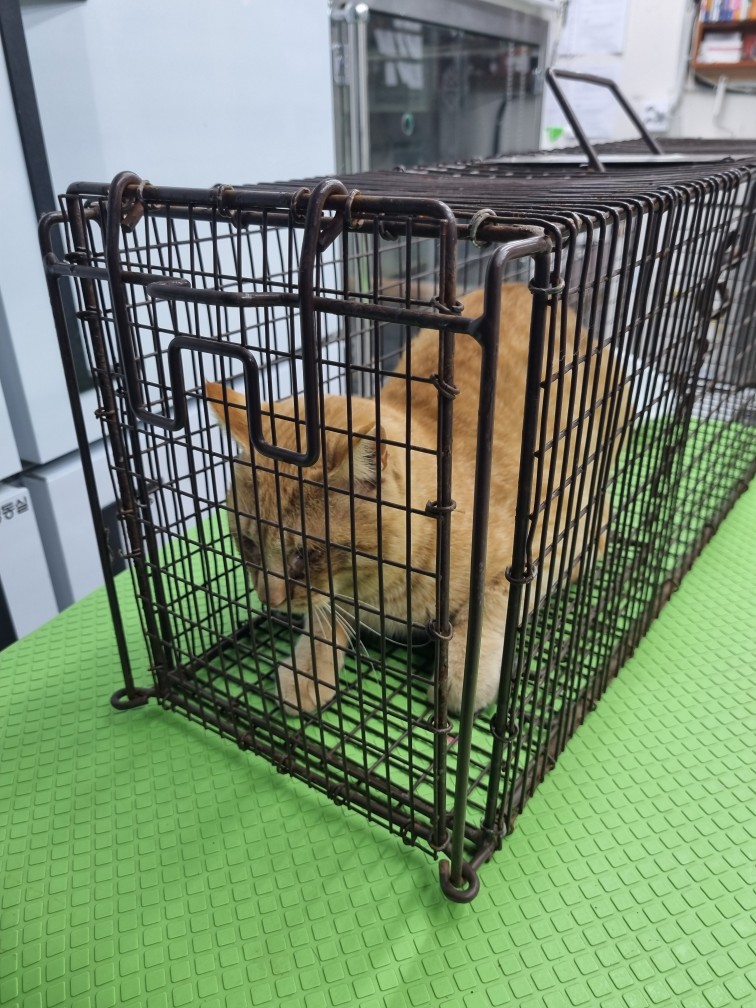 신공항동물병원_428349202500155