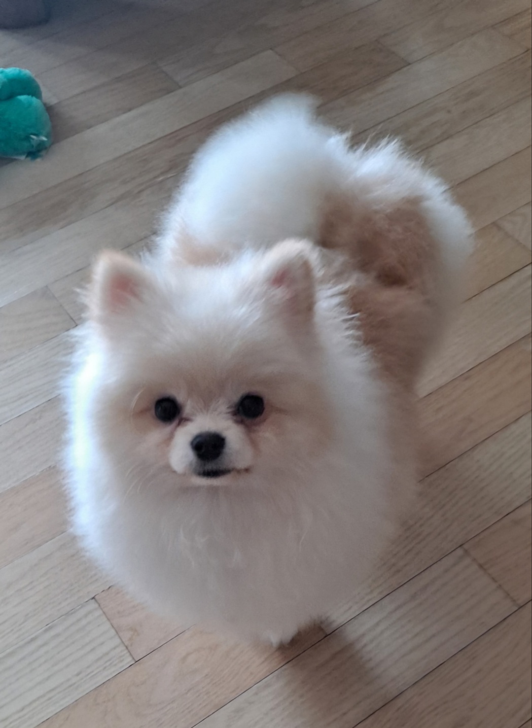 울산유기동물보호센터_431373202500137