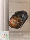 대전동물보호센터_430365202500039