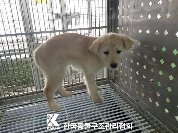 한국동물구조관리협회_441560202500283