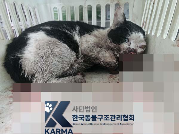 한국동물구조관리협회_441414202500113