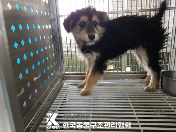한국동물구조관리협회_441560202500286