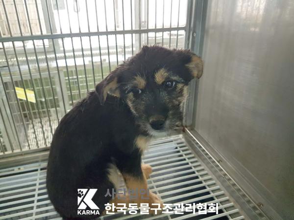 한국동물구조관리협회_441560202500284